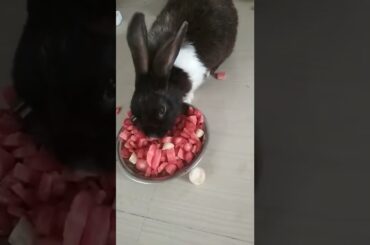 cute bunny eating carrots #bunny #shorts
