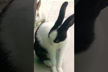 cute rabbit |Rosie Tha bunny