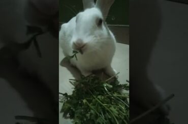 cute rabbit #short