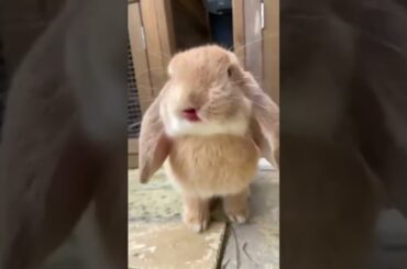 133 rabbit videos , rabbit cute , rabbit Cartoon , rabbit videos funny #shorts #funny #rabbit