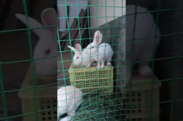 Loving of Cute Rabbit