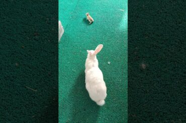 #cute #baby #bunny started to walk