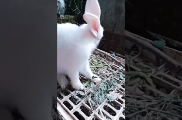 Loving of Cute Rabbit
