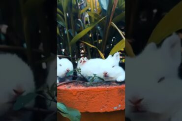 #Baby Rabbit : # Rabbits # Rabbit # Baby Rabbit # Cute Rabbit # animal # animals