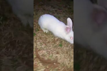 Cute rabbit shorts #shorts #rabbit #whiterabbit  #cuterabbit #trendingshorts #wrapmeinplastic