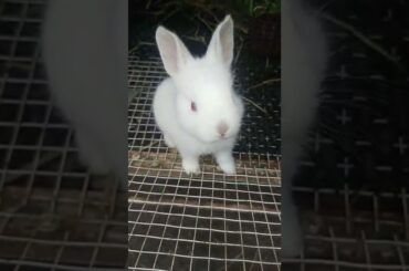 #whiterabbit #cute #babyrabbit #bunnies