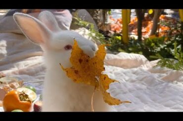 Cute bunnies feeding activities | Cute rabbit #babyrabbits | #bunny #whitebunnies #cutebunny