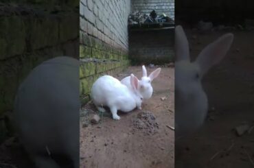 cute Animals Rabbit as pets video//cute Baby Rabbit Playing.feeding Bunny rabbit// Animals XYZ.