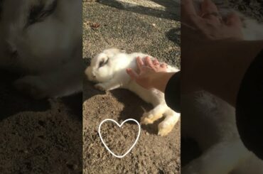 Cute Bunny Falls Asleep In The Midday Sun