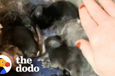 Woman Rescues 2 Bunnies And Ends Up With 10 | The Dodo Adopt Me!