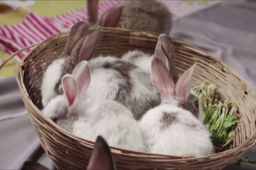 Cute Baby Rabbit beautiful animals