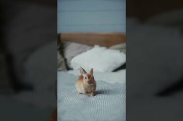 cute bunny