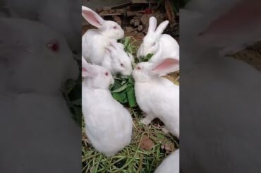 Loving of Cute Rabbit