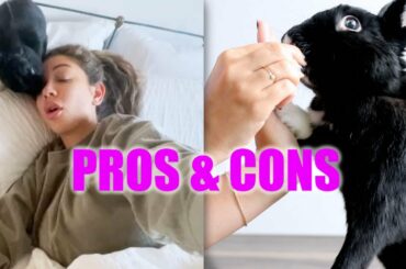 PROS & CONS Of Having a Rabbit!