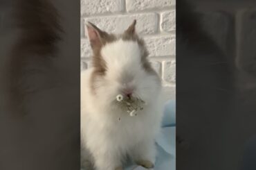 cute rabbit video #shorts