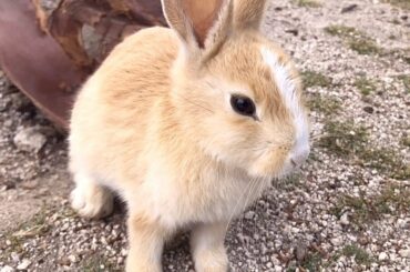 A baby rabbit that's just too cute