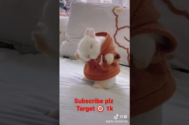 Cute Rabbit Amazing Dance Short Tiktok Video Best Funny Video | Cute and Funny  Videos Compilation