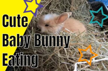 Cute baby bunny eating hay. Baby angora rabbit nibbling on hay.