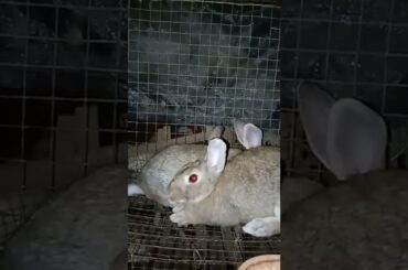 CUTE RABBIT #MYBACBYARDTV