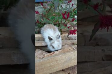 Cute Bunny #shorts #petanimal #lionheadrabbit