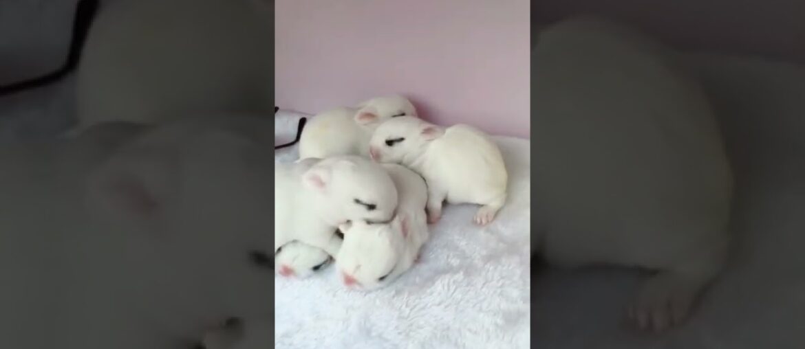 Wow Awesome Funny and Cute Baby Rabbit Videos - Baby Animal Video, Tik Tok Monkeys. #Shorts