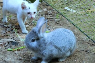 Cute Baby Rabbit and Baby Cat playing in the garden