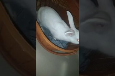 cute rabbit #shorts #youtubeshorts rabbit house rabbit cage