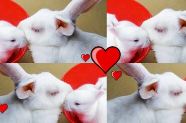 The Cutest Baby Bunny And Mom