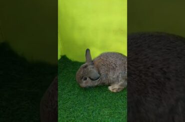 Cute Bunny #petanimal #shorts #lopbunny