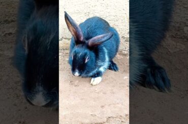 Cute rabbit shorts #shorts #rabbit #cuterabbit #trendingshorts #dudududu