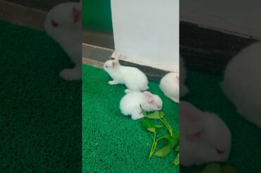 #cute #baby #bunny