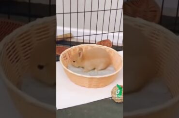 cute bunny learning to walk