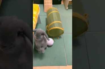 BUNNY RABBIT KELINCI CUTE #rabbit #bunny