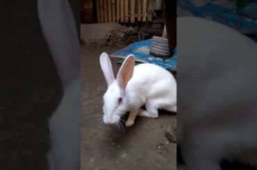 cute rabbit activity