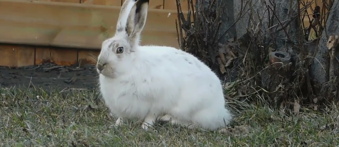 Cute Rabbit videos