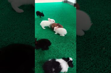 Cute baby bunnies #bunny #rabbits