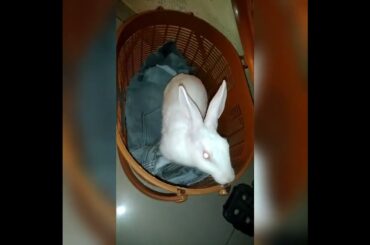 cute rabbit #shorts  #youtubeshorts rabbit name rabbit giving birth