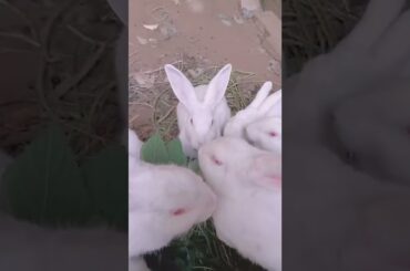 Loving of Cute Rabbit