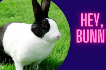 Cute Rabbit Funny I 51 Cute Pets