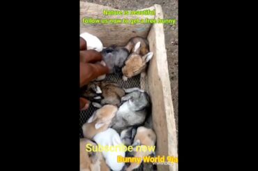Cute Bunny Rabbit
