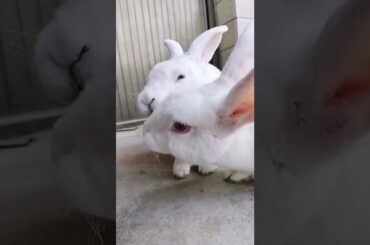 Loving of Cute Rabbit