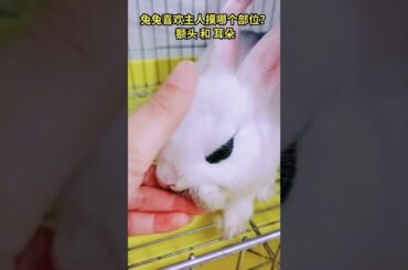 Loving of Cute Rabbit