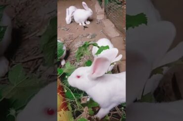 Loving of Cute Rabbit