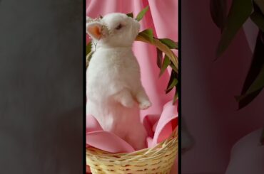 Cute rabbit #petsworld #petslovers #pettok #pets #shorts #cuterabbit #rabbitslovers #viralshorts
