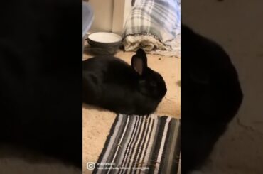 Cute bunny loaf