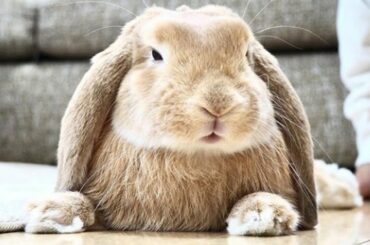 AWW SO CUTE Baby Rabbit | Cute Moment Of The Animals Videos Compilation (2022)