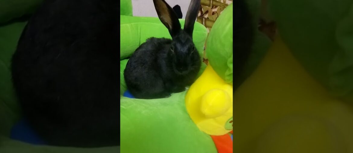 cute bunny resting#shorts #bunny,#rabbit #beautiful #cute