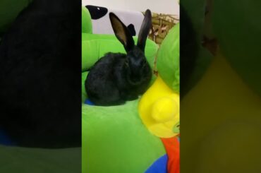 cute bunny resting#shorts #bunny,#rabbit #beautiful #cute