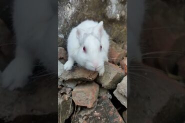 My cute rabbit playing ||FUN RABBIT||