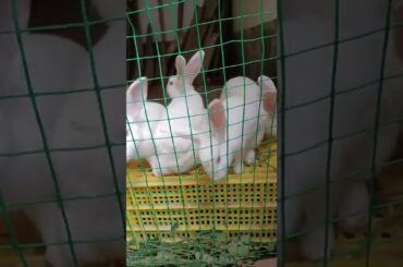 Loving of Cute Rabbit
